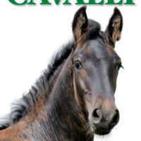 Cavalli